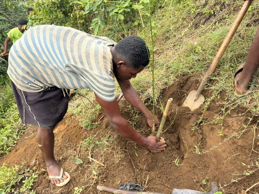 Planting bamboo on a riverbank in Anosy for the Project RiverGuard pre-pilot.